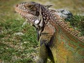 Detailed close-up of a colorful iguana basking in the sun, showcasing its unique scales and vibrant hues.