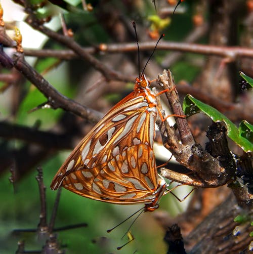Kostnadsfri bild av fjärilar, gulf fritillary, insekt