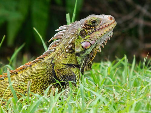 Ilmainen kuvapankkikuva tunnisteilla eksoottinen, eläin, iguana