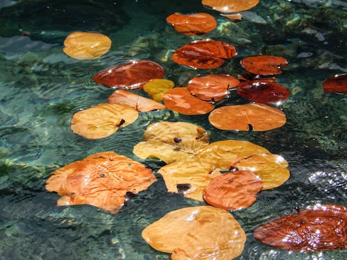 Dried Water Lilies Floating on the Water