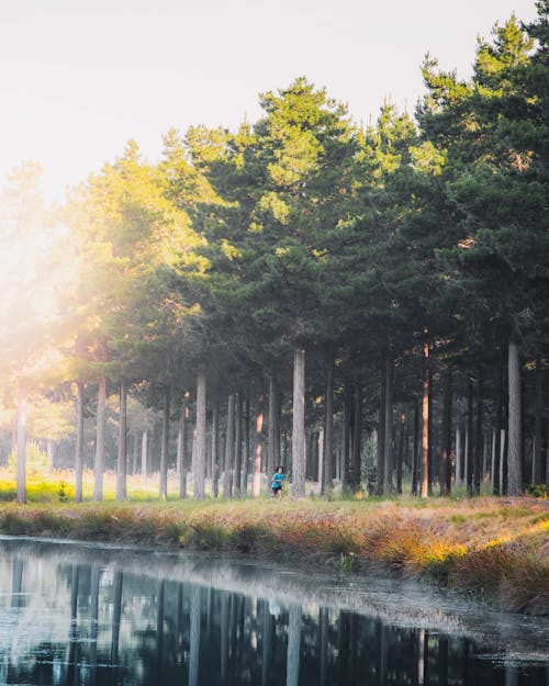 Free A Person Jogging Near the Trees Stock Photo