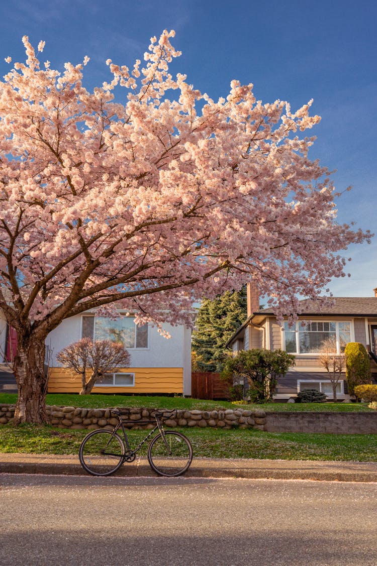 Bicycle Under The Cherry Blossom Tree