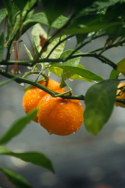 Free Vibrant oranges with dewdrops hanging from a lush green branch outdoors. Stock Photo