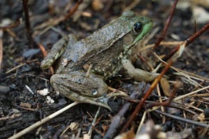 Green Frog on Dirt Ground