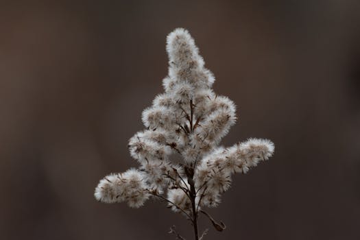 Detailed close-up of a fluffy white plant with a soft brown background, emphasizing texture.