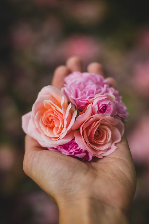 Selective Focus Photography of Person Holding Pink and Purple Rose Flowers