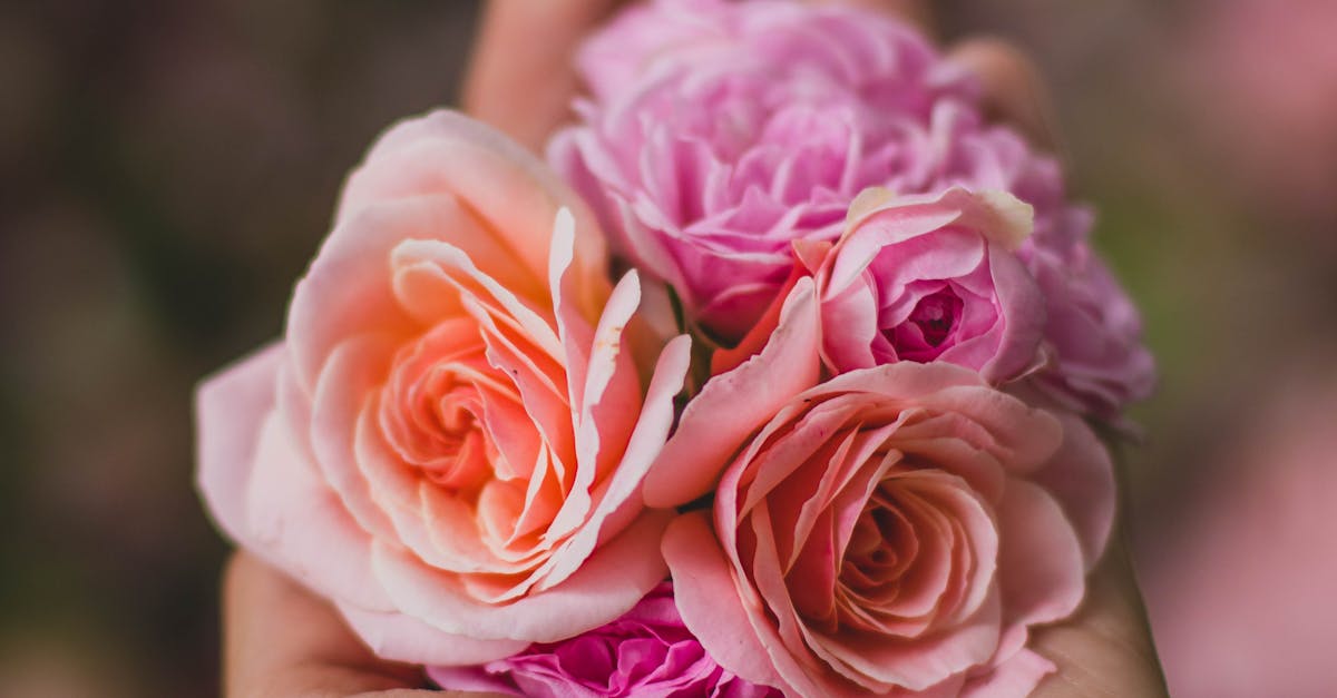 Free stock photo of beautiful, blooming, bouquet