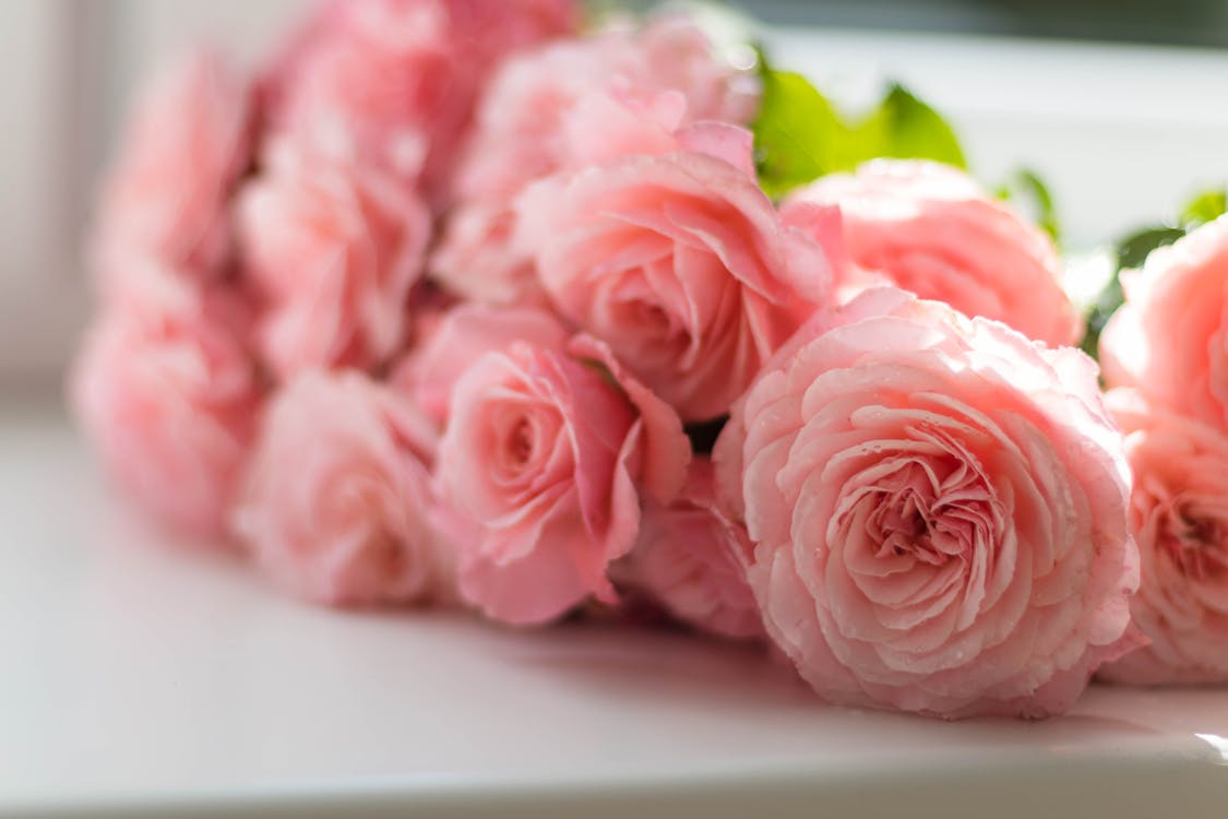 Free Selective Focus Photography of Pink Peony Flowers Stock Photo