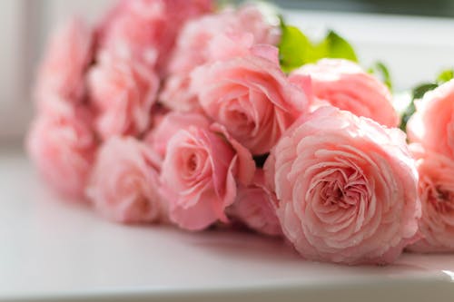 粉色牡丹花朵的选择性聚焦摄影
