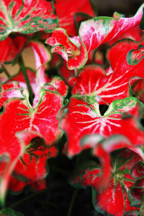 Free A close-up of colorful red Caladium leaves with striking green accents. Stock Photo