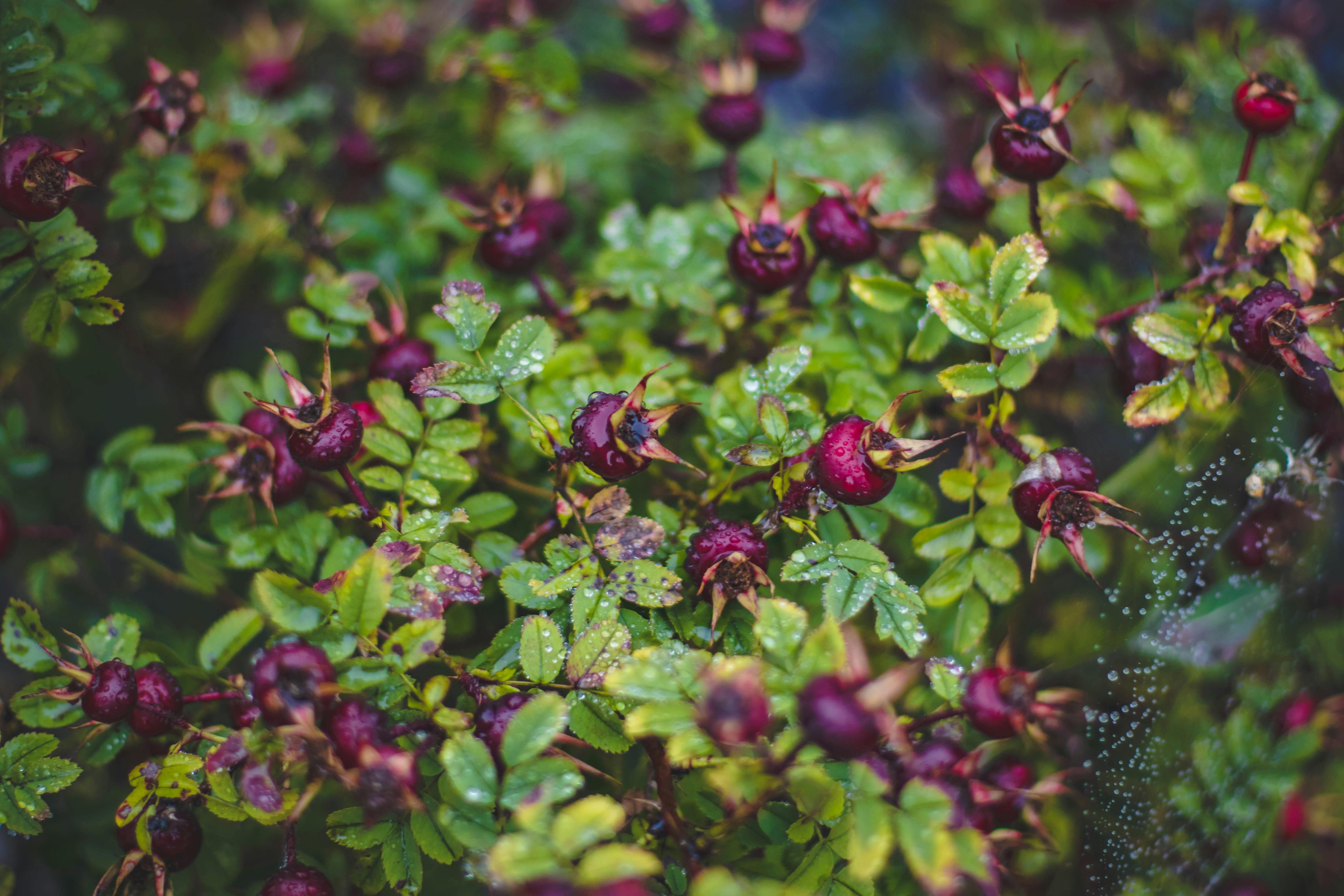 Free stock photo of nature, shrub, garden, park