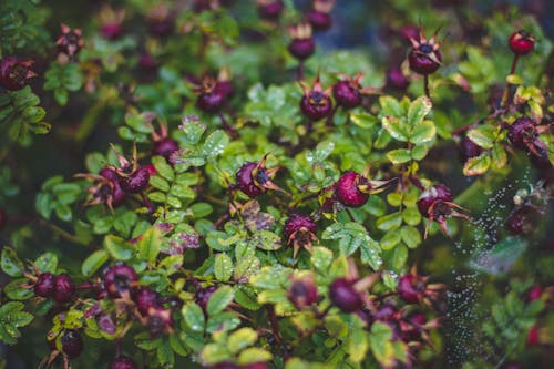 Purple Flowers