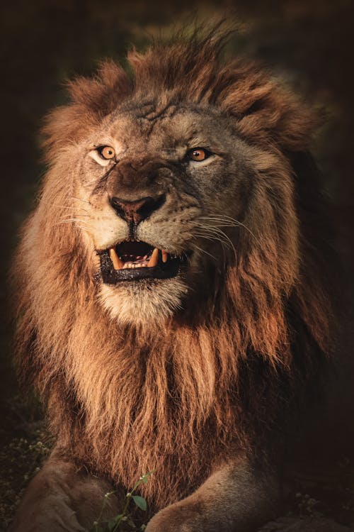 Close-Up Shot of a Lion