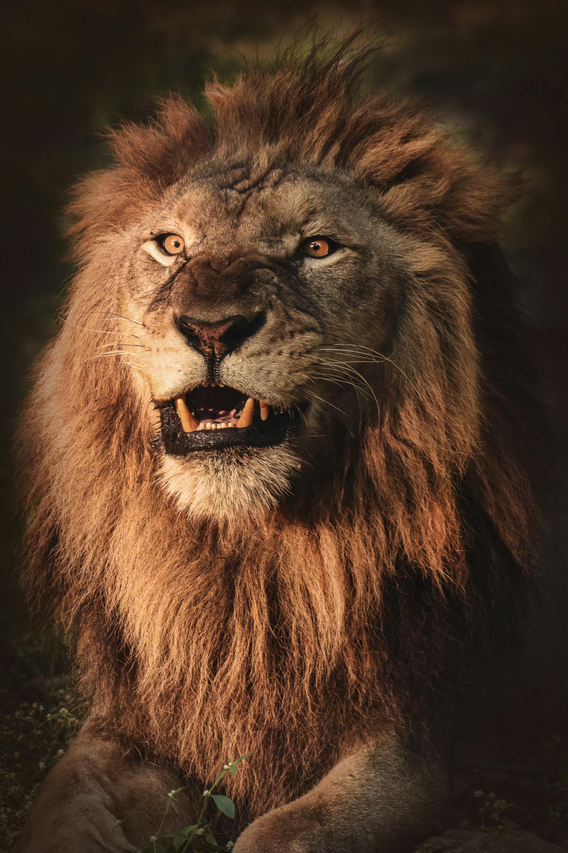3d lion wallpapers free download