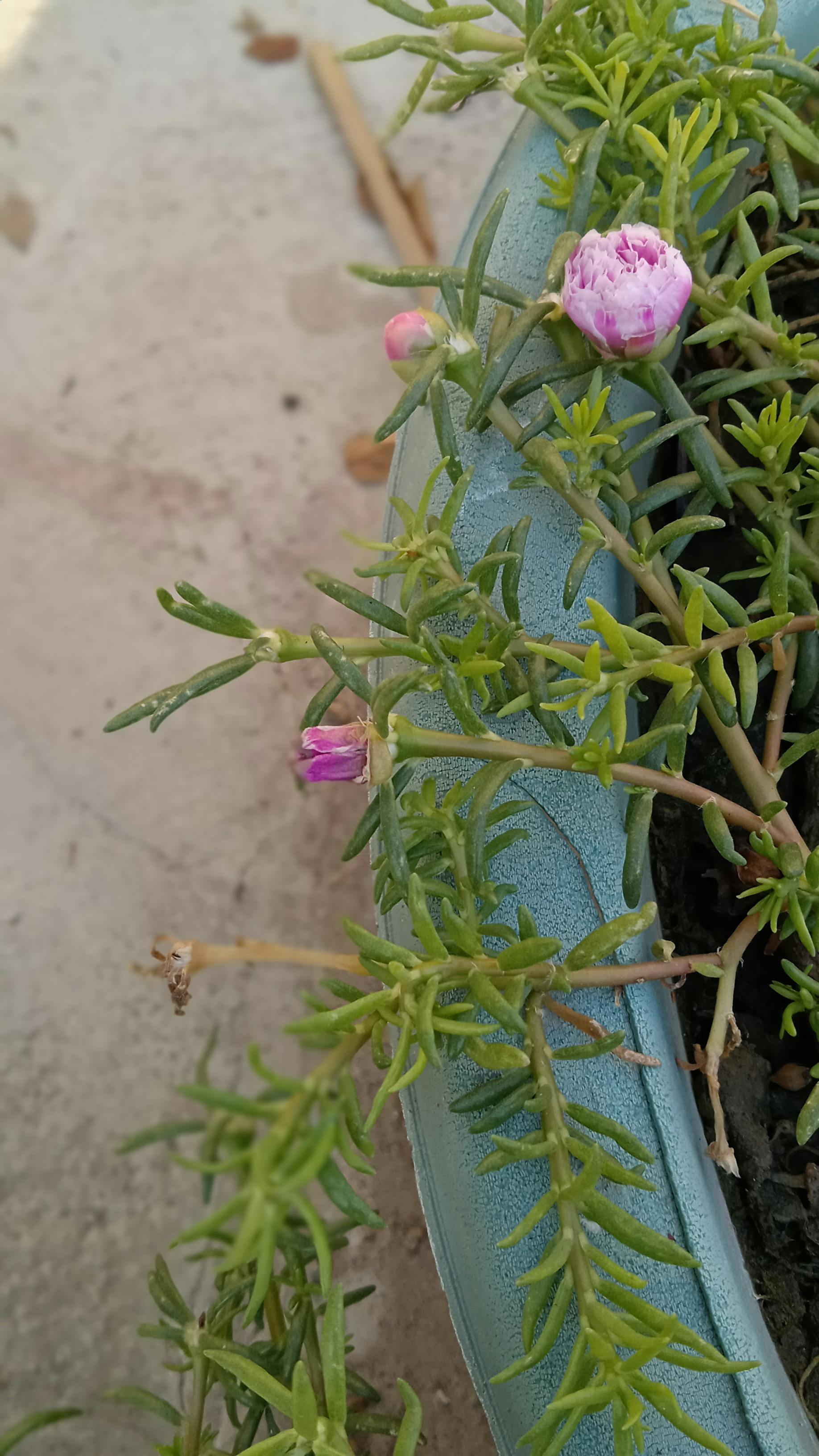 Salesforce CRM dashboard and customer relationship management interface