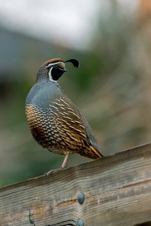 Free Close-Up Shot of a Quail Perched on a Wood Stock Photo