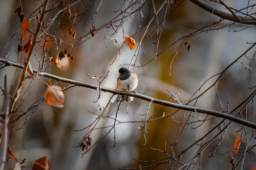 Ücretsiz Ağaç dalları, hayvan, kuş içeren Ücretsiz stok fotoğraf Stok Fotoğraflar