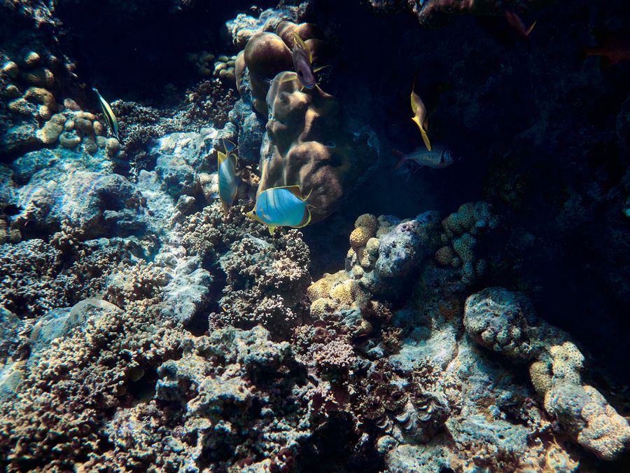 Colorful tropical fish in an aquarium