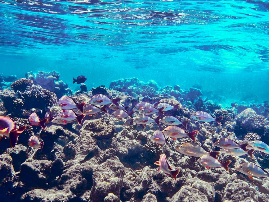 Snorkeler enjoying crystal clear blue water and vibrant coral reef in the Maldives
