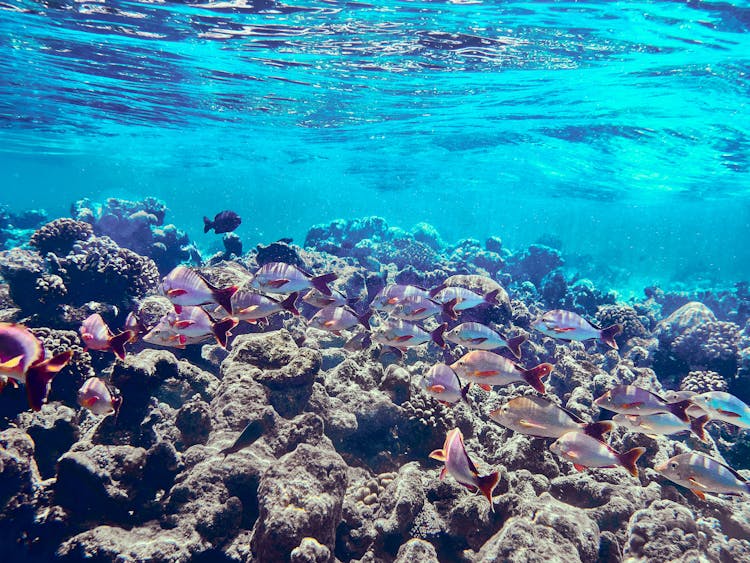 Coral Reefs Under The Sea