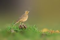 Brown Bird on the Green Grass