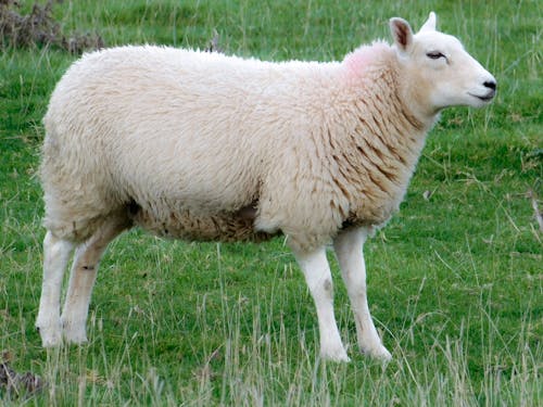 Free stock photo of animal, animal farming, sheep