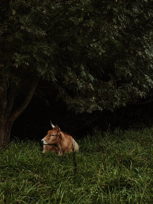 Brown and Cow on the Grass