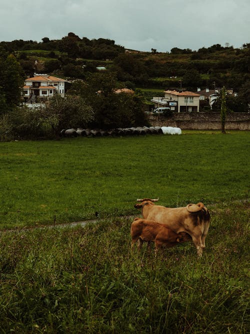 Ilmainen kuvapankkikuva tunnisteilla karja, laidun, lehmät