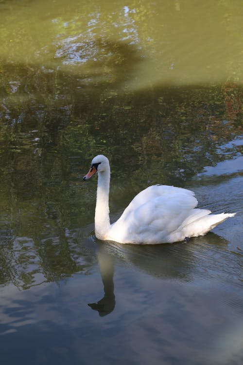 Fotos de stock gratuitas de cisne, cisne blanco, lago