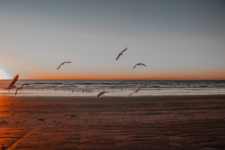 Seagulls Flying Over Beach