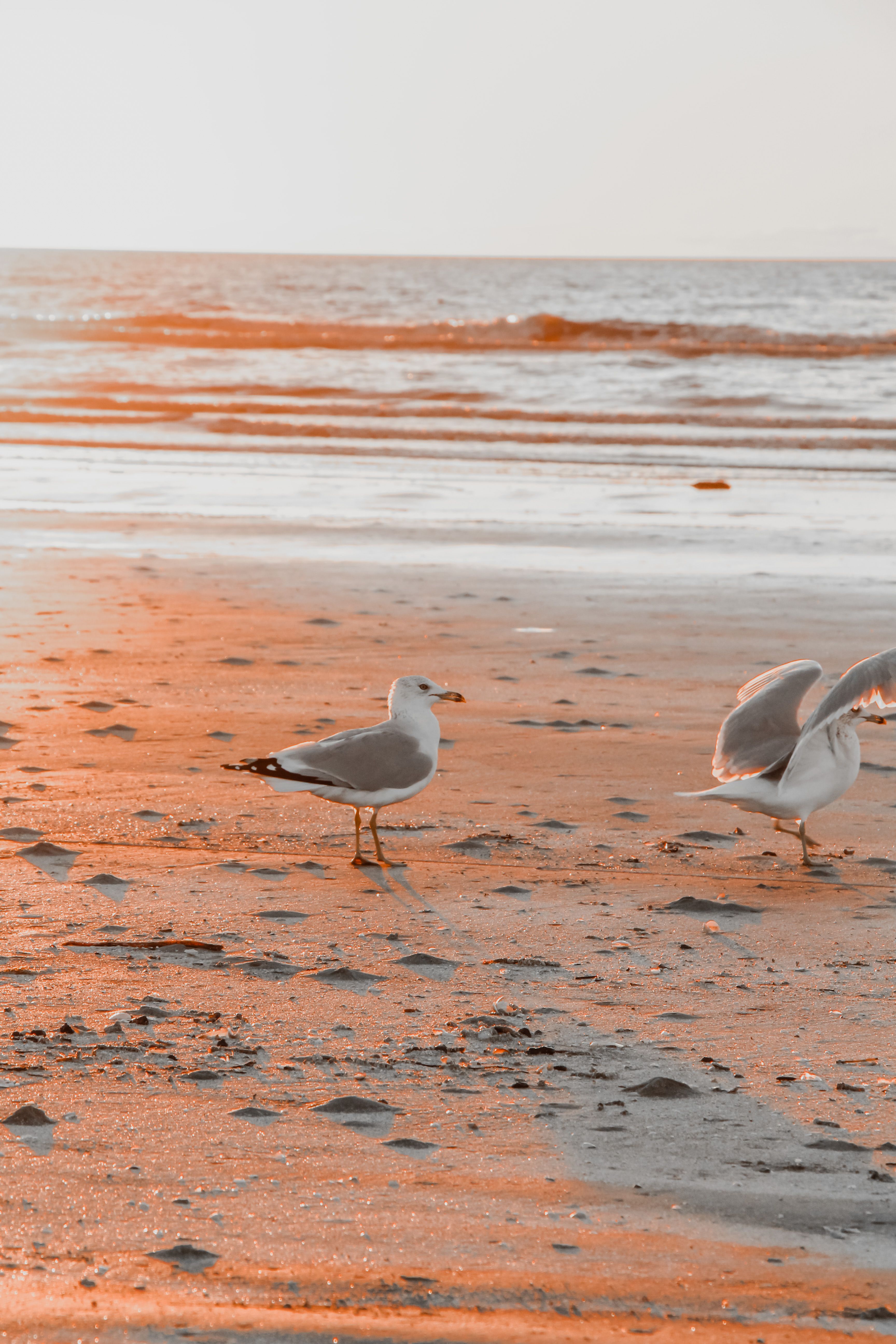 White and Gray Bird on Brown Sand Near Body of Water · Free Stock Photo