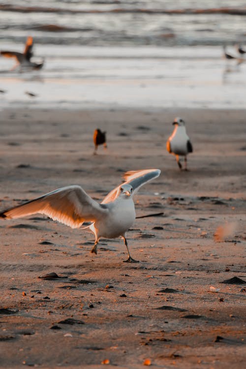 Seagulls Walking on Sand Beach