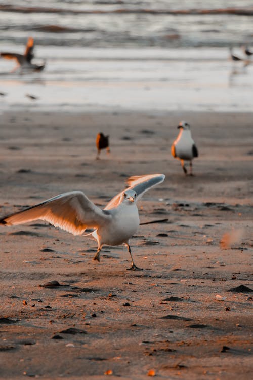 Foto profissional grátis de andando, animais selvagens, areia