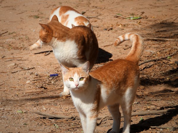 Зимове спорядження