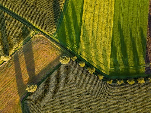 Kostnadsfri bild av fågelperspektiv, Flygfotografering, gröda