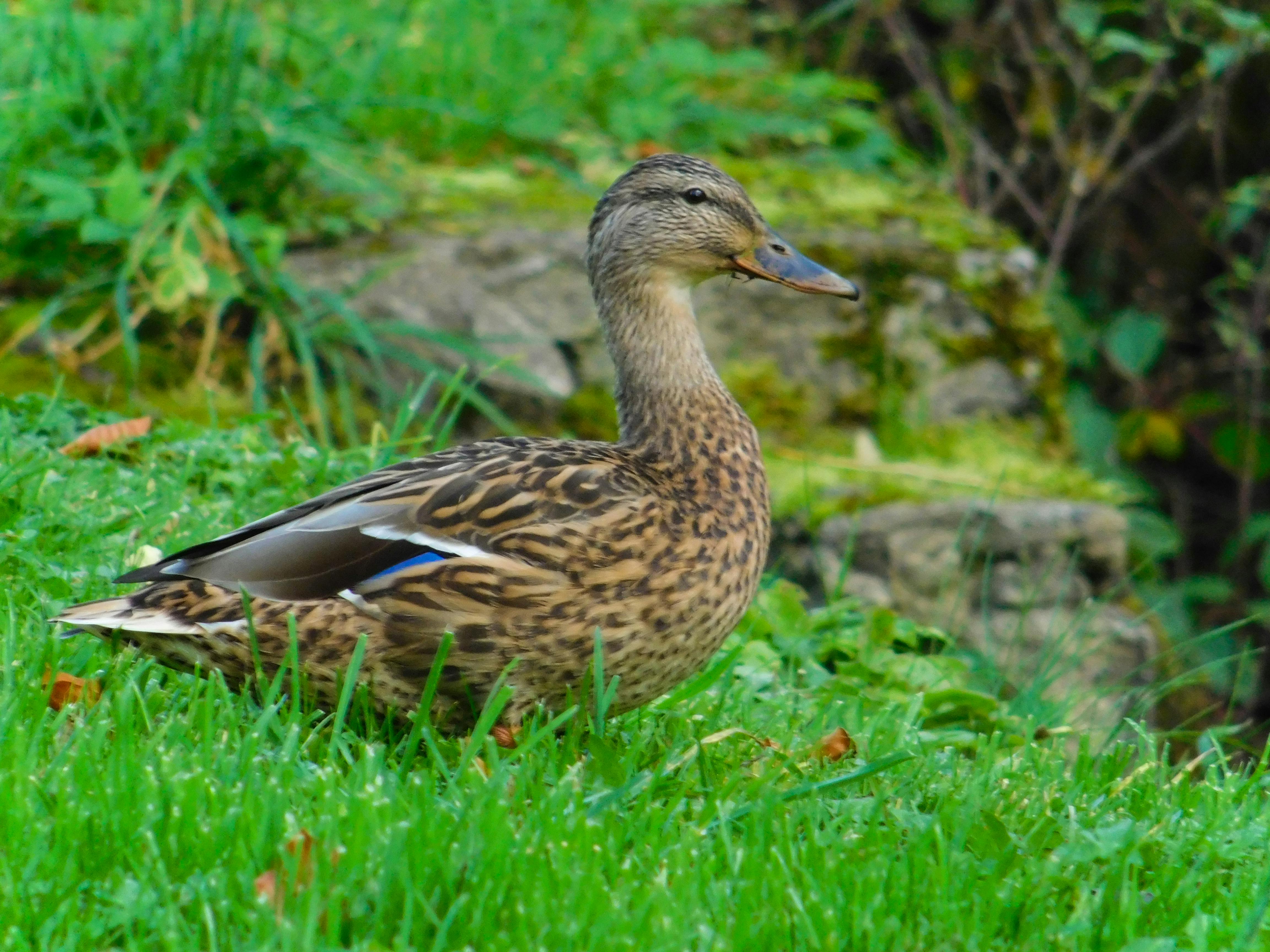 Free stock photo of duck bird, wild animal