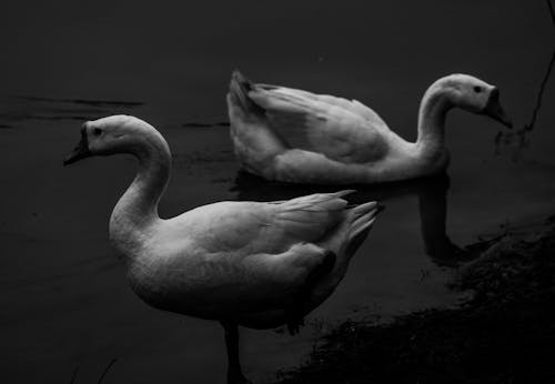 Grayscale Photo of Geese on the Pond