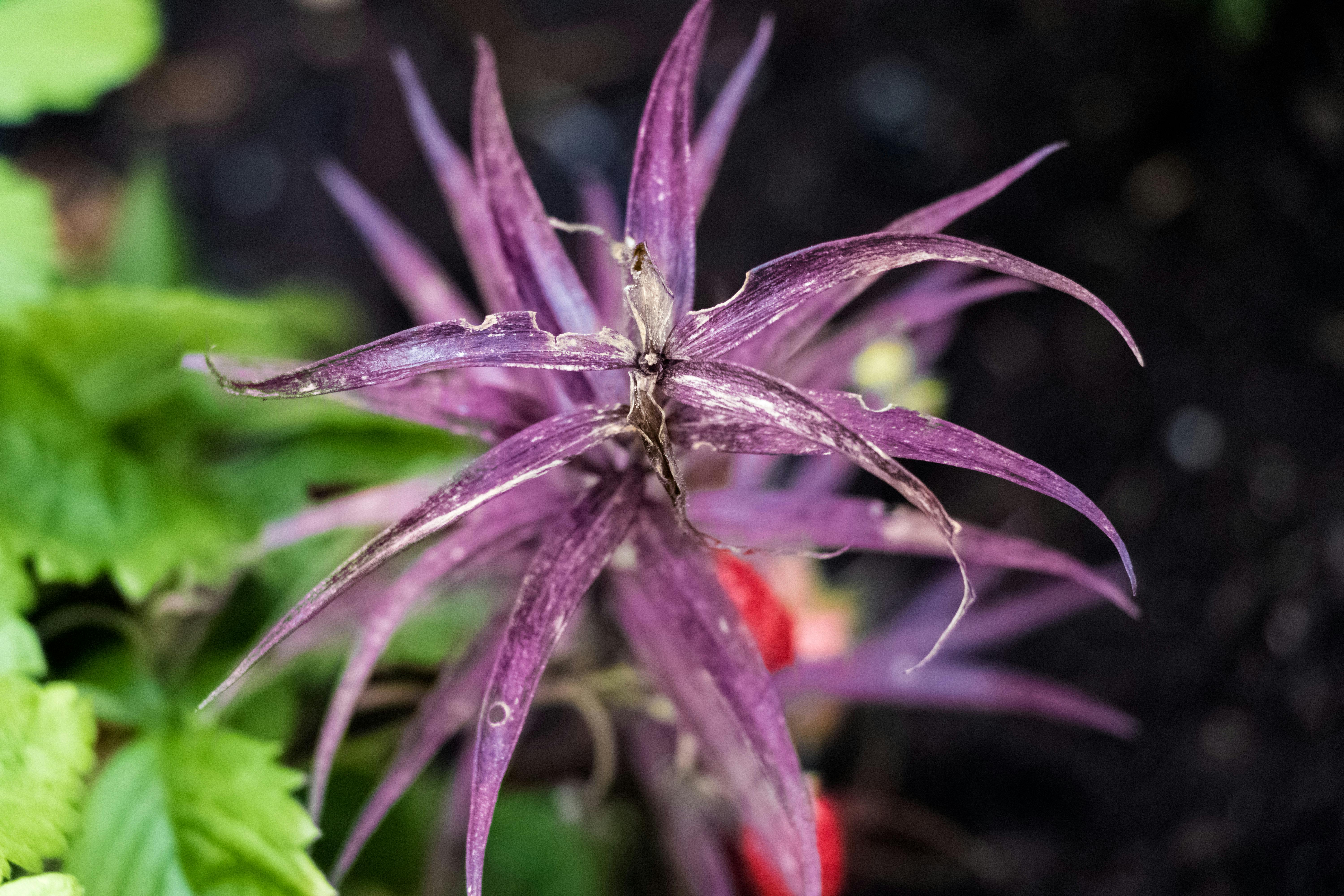 Free stock photo of beautiful, blue flowers, colorful