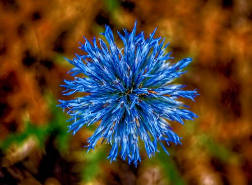 Planta De Flor Azul