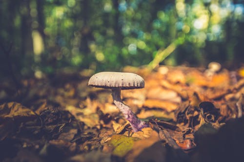 Brown Mushroom