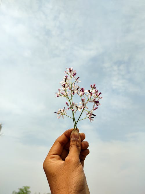 꽃, 꽃무늬, 섬세한의 무료 스톡 사진