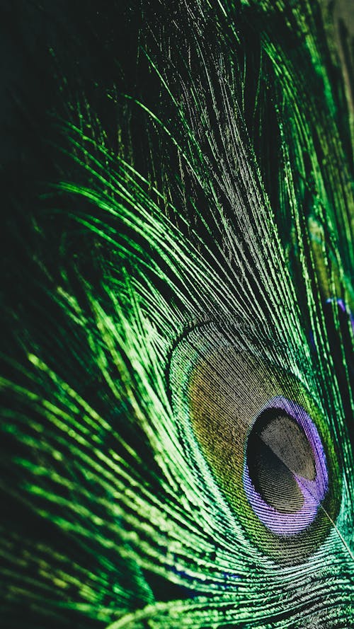 wallpapers Black Full Hd Iphone Krishna Wallpaper pexels stock photos