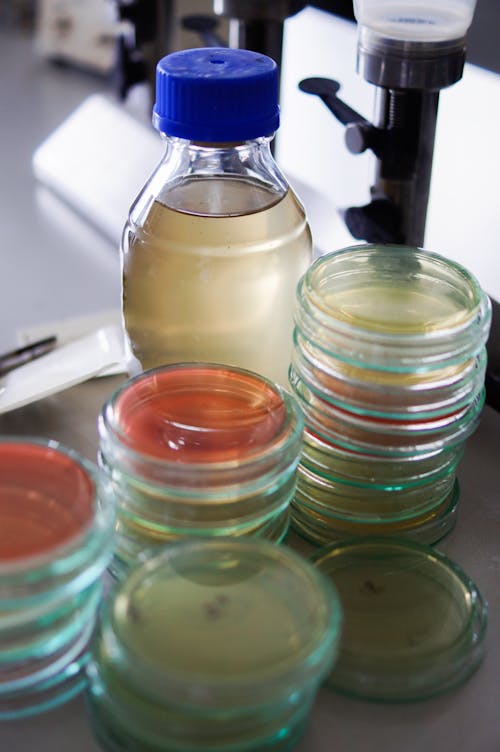 Close-Up Shot of Petri Dishes 