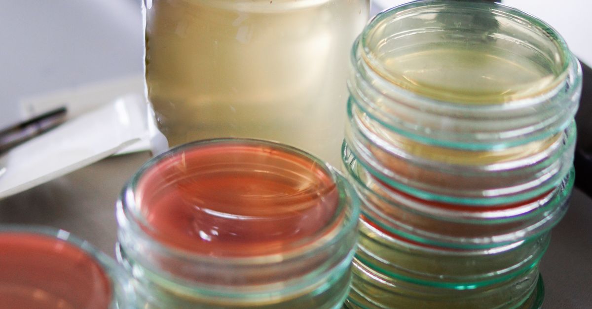Características únicas de los ocho microorganismos más resistentes Características únicas de los ocho microorganismos más resistentes