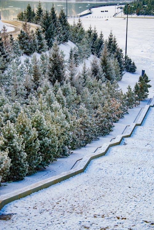 Aerial View of Coniferous Trees and Field Covered in Snow 