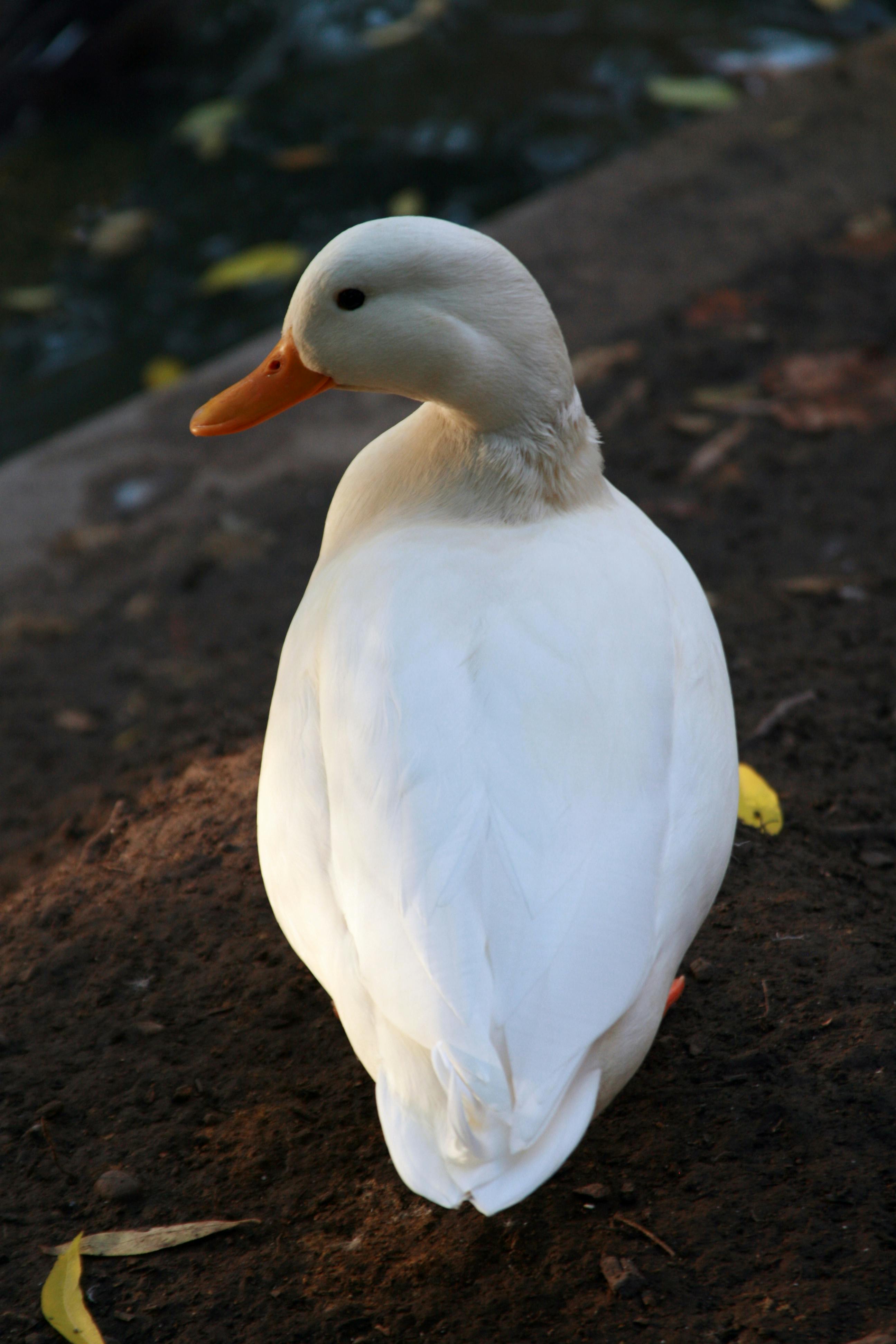 Free stock photo of bird, cute, duck