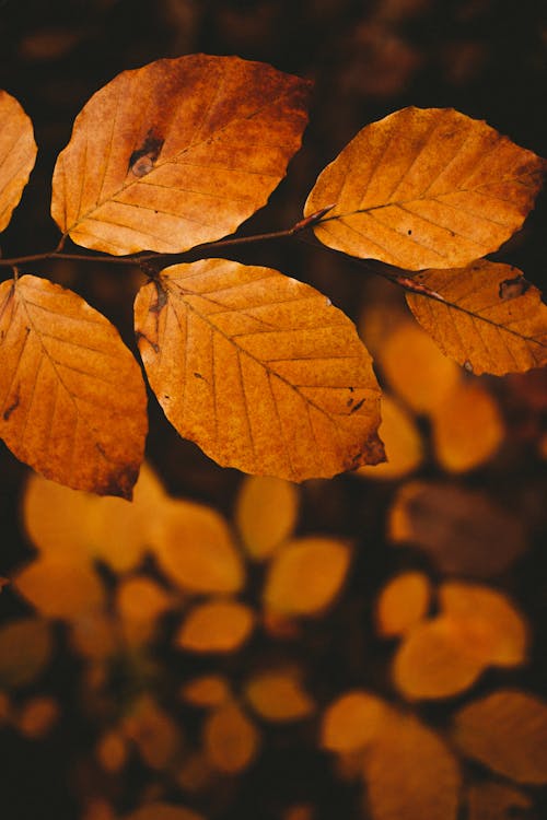 Deciduous tree with yellow decaying leaves