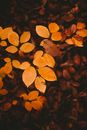 Top view young deciduous plant with yellow leaves on thin branches growing in woodland on late autumn day