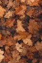 Yellow fallen leaves decaying on forest ground