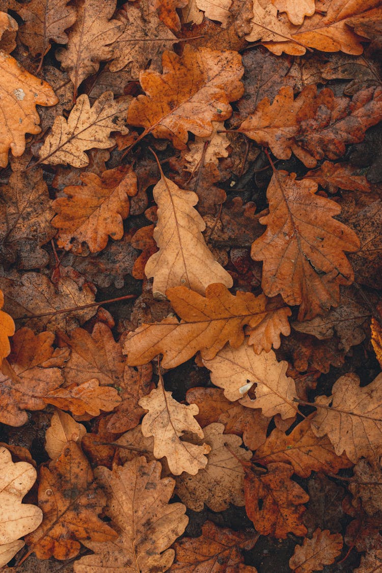 Yellow Fallen Leaves Decaying On Forest Ground